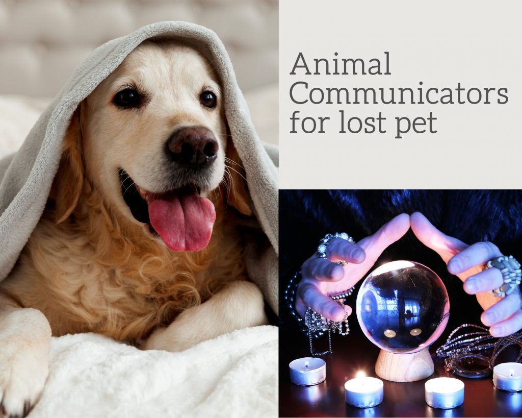 Animal Communicators for lost pet | pet psychic readings