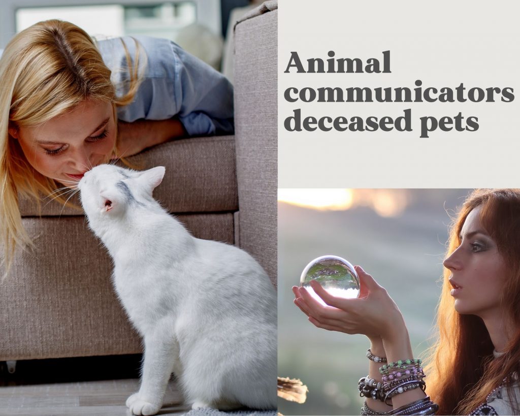 Animal Communicators for lost pet | pet psychic readings