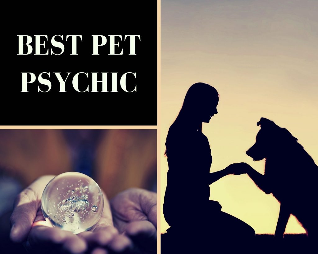 best pet psychic