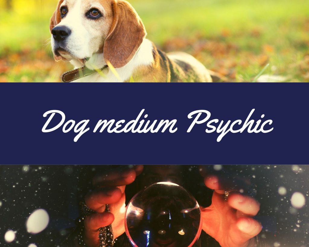 dog medium psychic