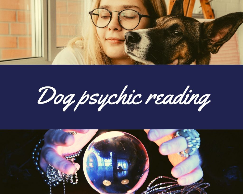 dog psychic reading
