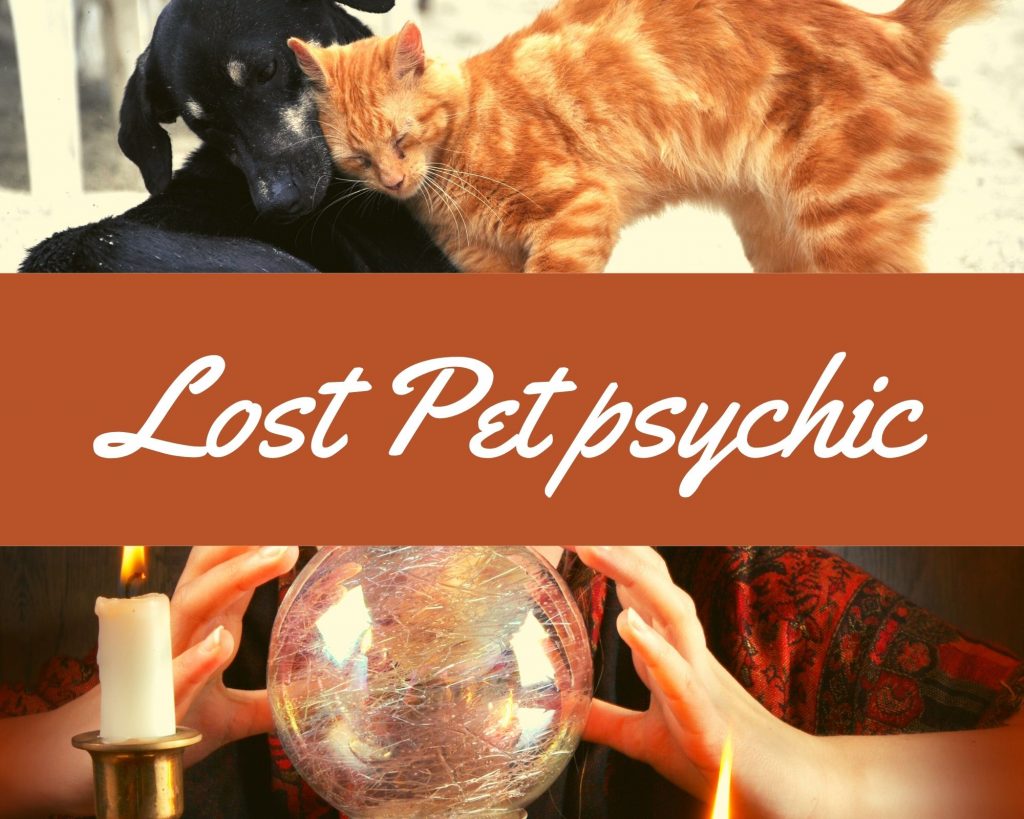 lost pet psychic