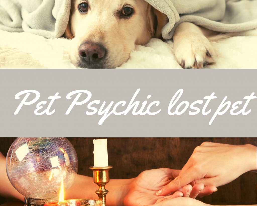 pet psychic lost pet