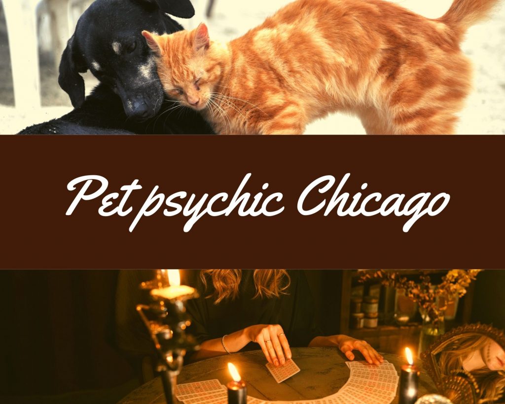 pet psychic chicago