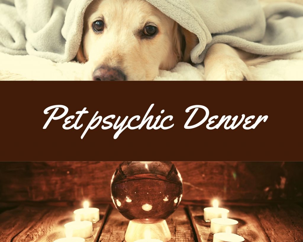 pet psychic denver