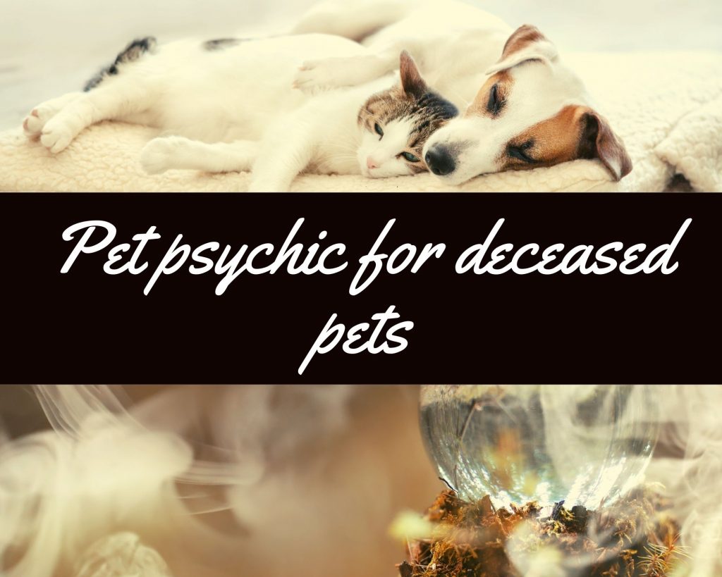 pet psychic for deceased pets