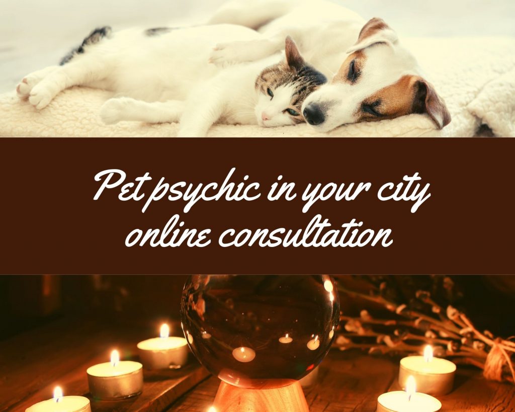 pet psychic in your city online consultation