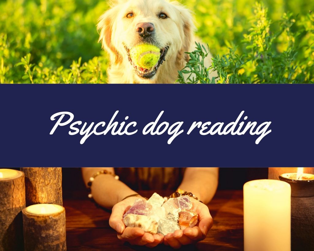 psychic dog reading