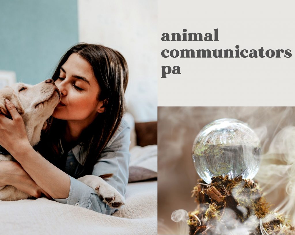 Animal Communicators for lost pet | pet psychic readings