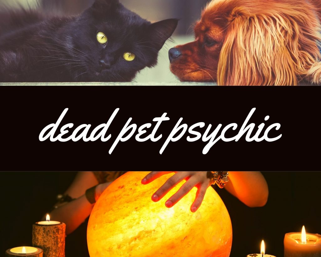 dead pet psychic